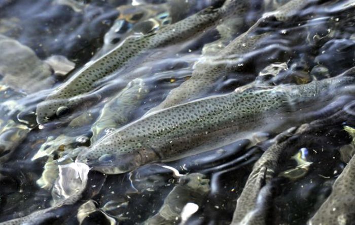 Trout Plants: April 27 through May 1