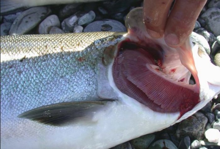 Yuroks find parasites in Klamath salmon