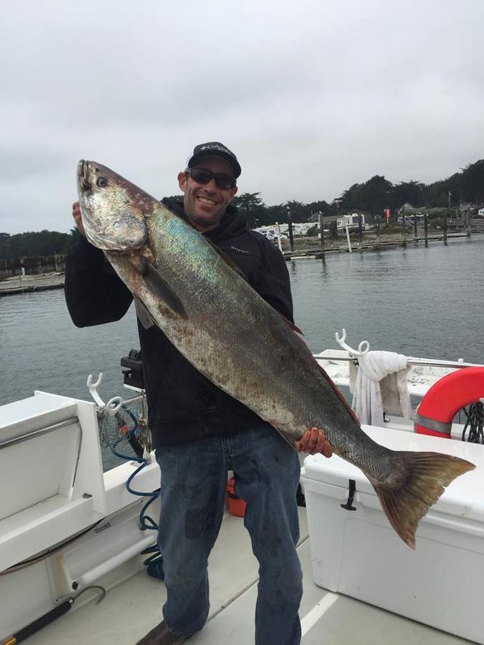 Chris Brown with a 50 pound white sea bass caught from the Working Girl (Bodega Bay)