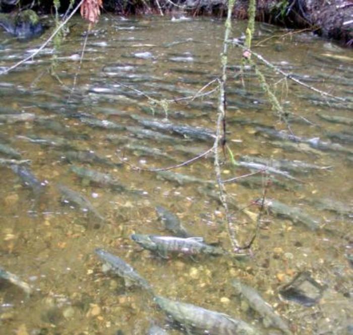 River surge saved Klamath salmon