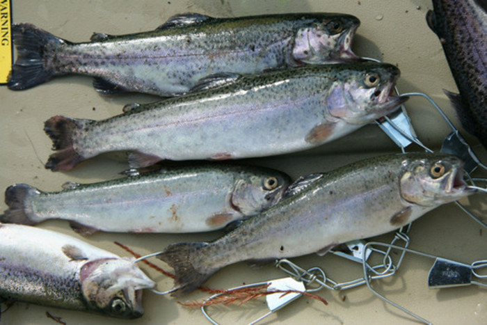 Trout Plants: Oct. 5 through Oct. 9