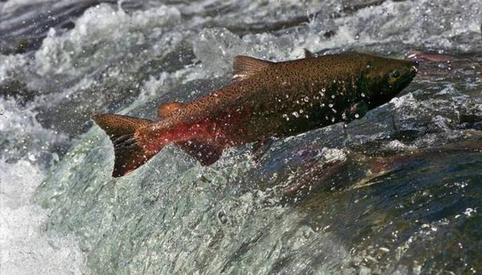 Winter king salmon in further peril