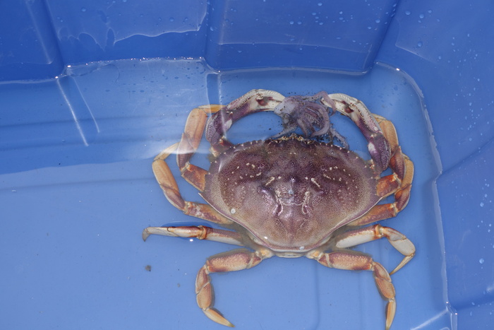 Toxins found in crabs; season delay recommended