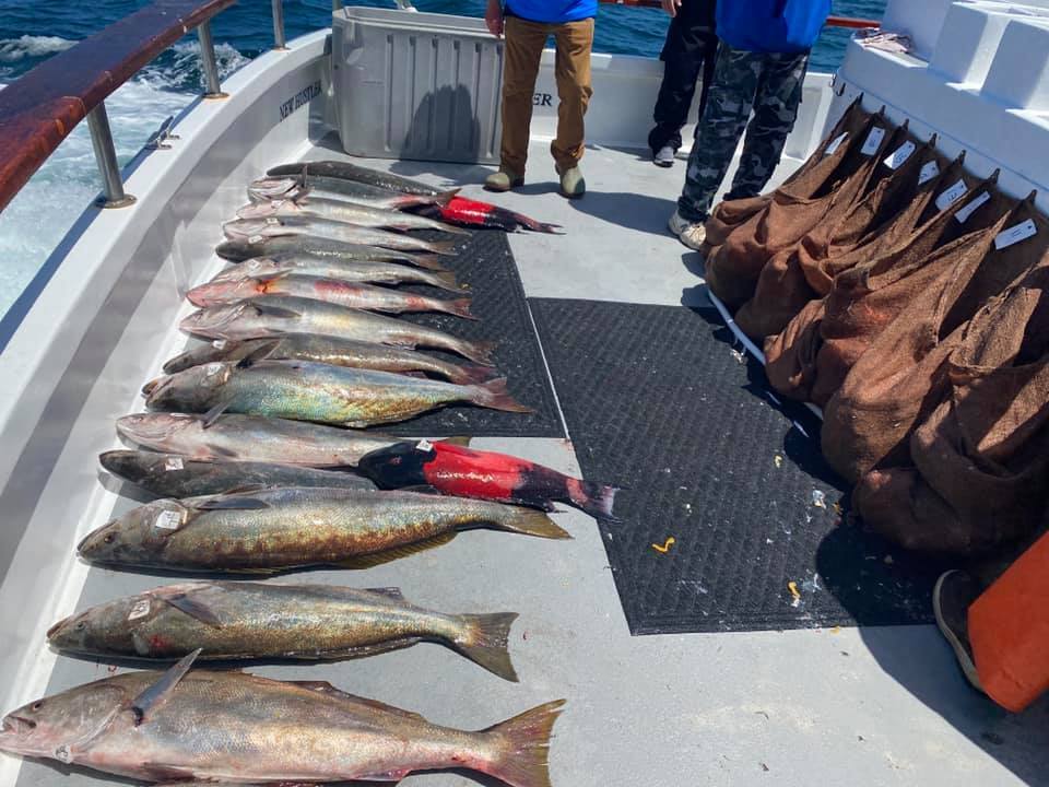 Seabass, Yellowtail, Halibut and quality reds on the New Hustler