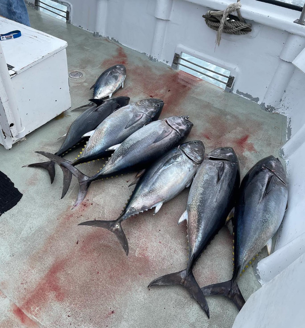 Successful Morro Bay Bluefin Hunting 