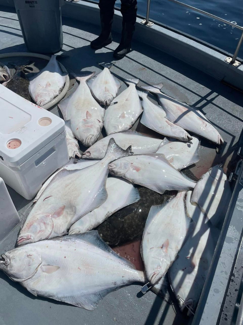 20 limits of halibut and 20 limits of lingcod!