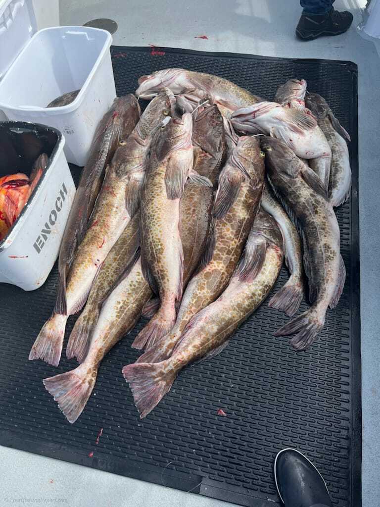 Deep Water Ling Cod and Rockfish LIMITS! 