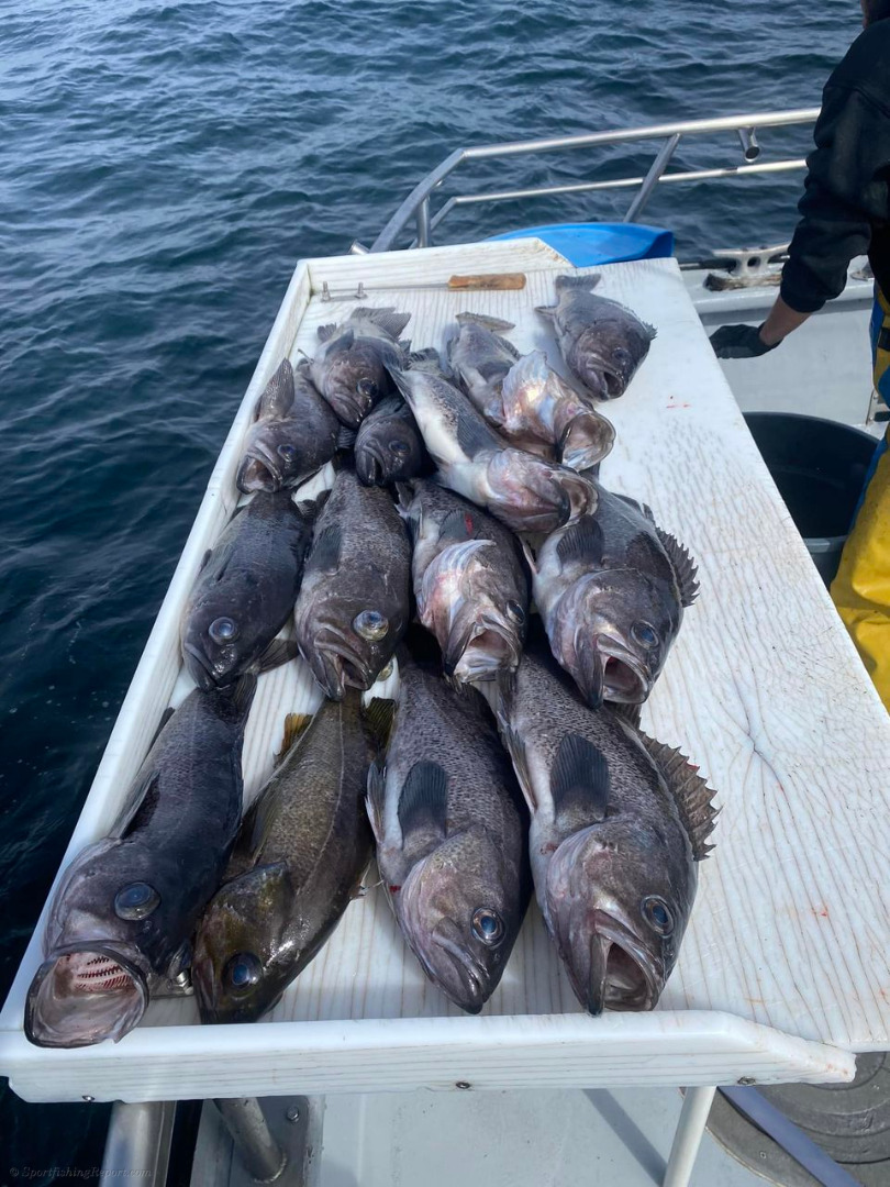 Opening Day of Halibut Was Great