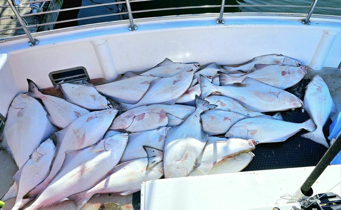 25 Halibut on the first trip of the year! 