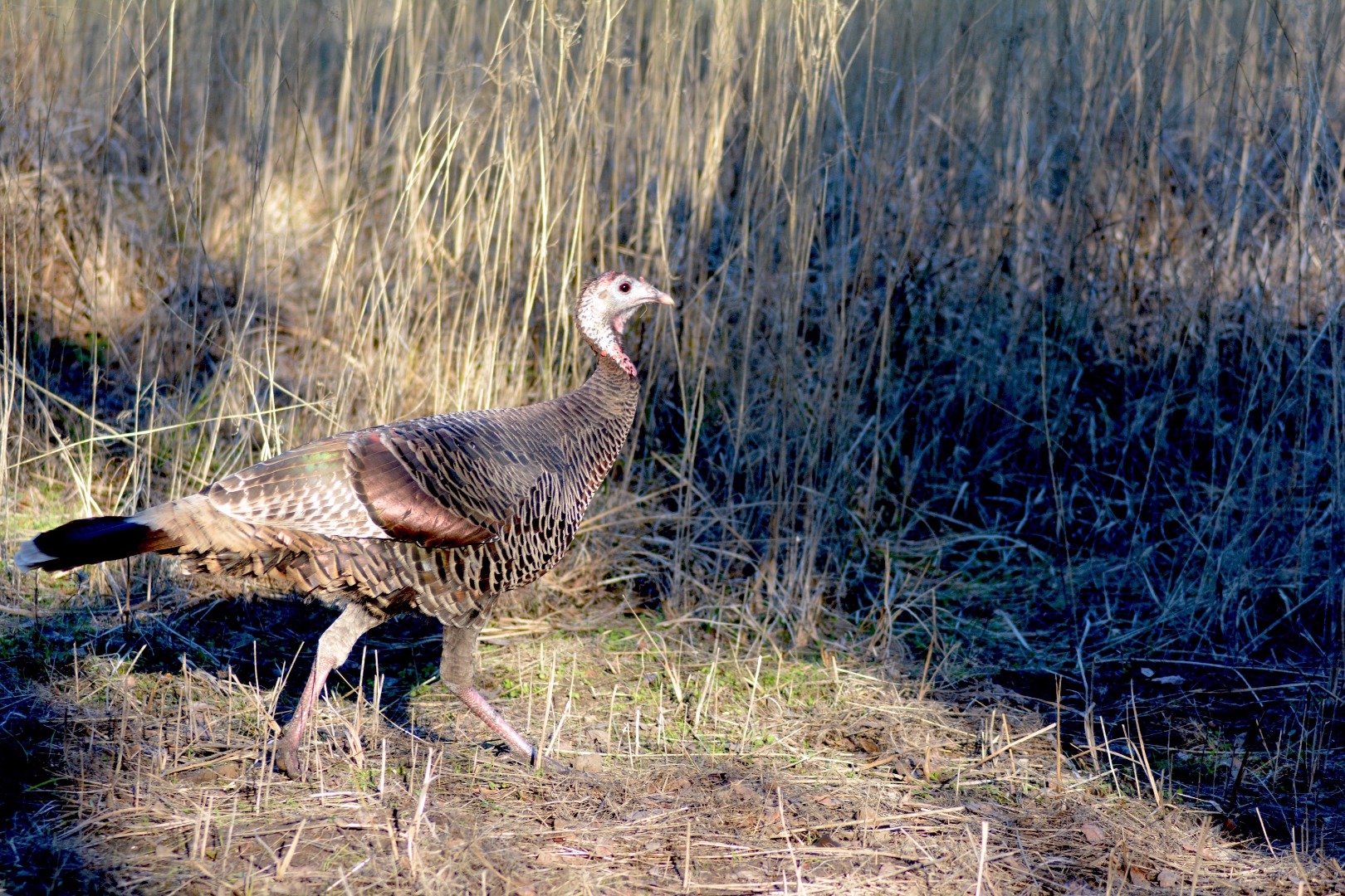 Hunting Fall Turkey Season Coming Up