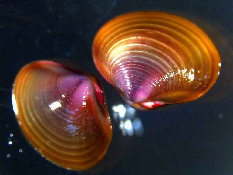 Identifying Clams in the Delta cover picture