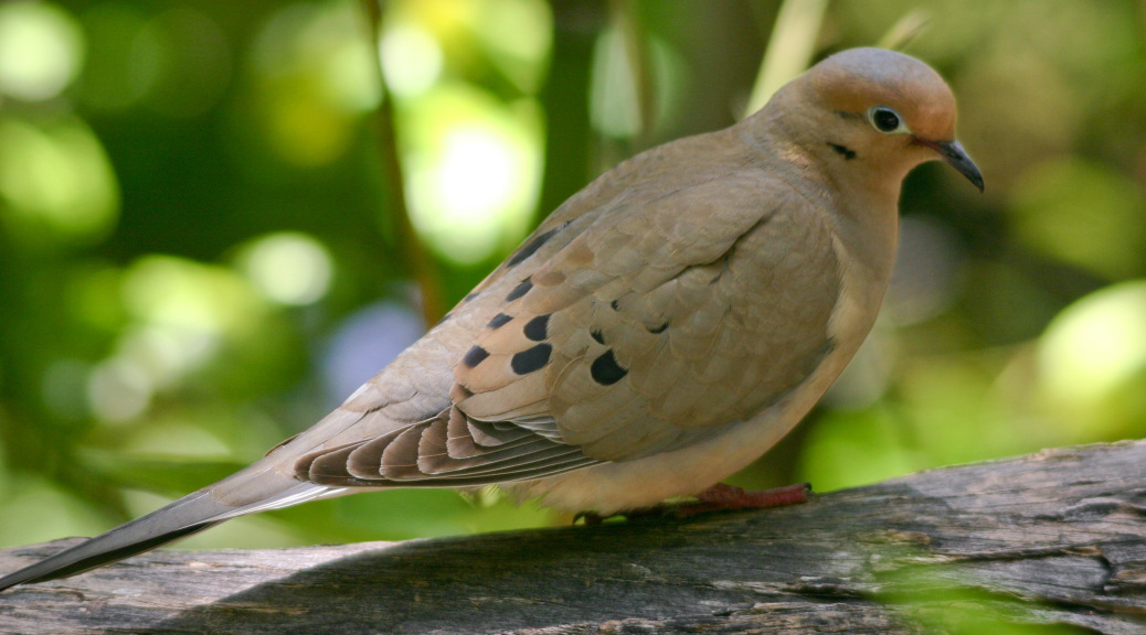 Hunting A Saturday First Dove Season Opener Will Generate Big Numbers