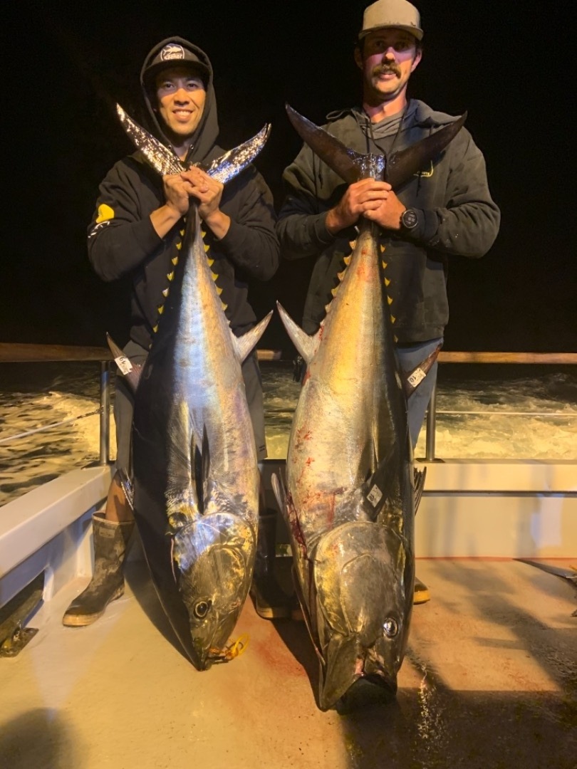1.5 day bluefin