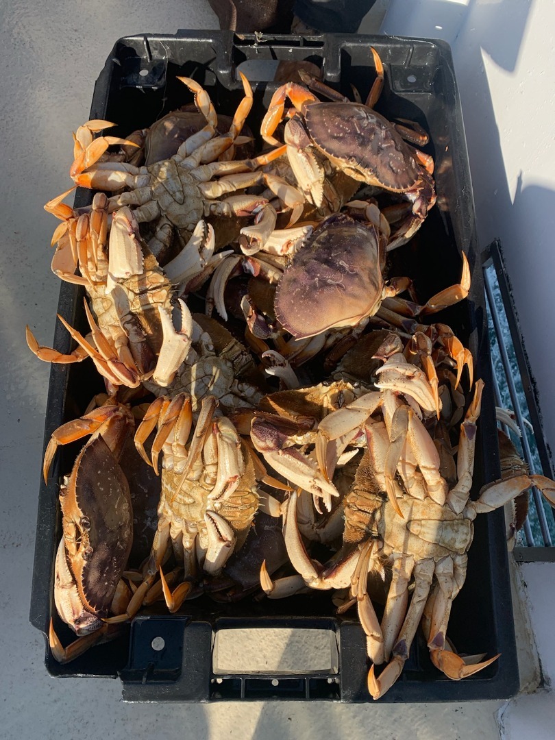 🦀 Crab Combo's are a Go!!🦀