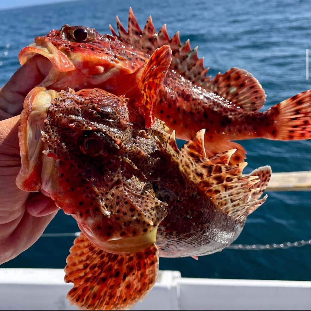 Lots of quality Sculpin