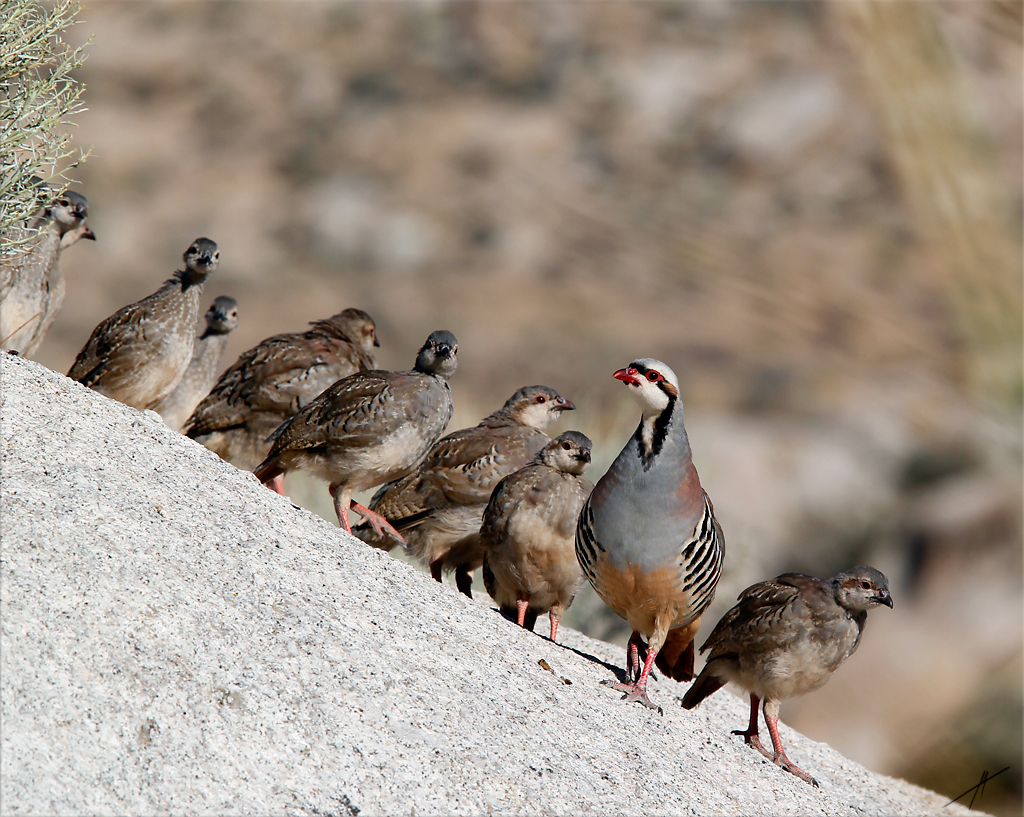 Waterfowl and Chukar Hunts Open this Weekend!