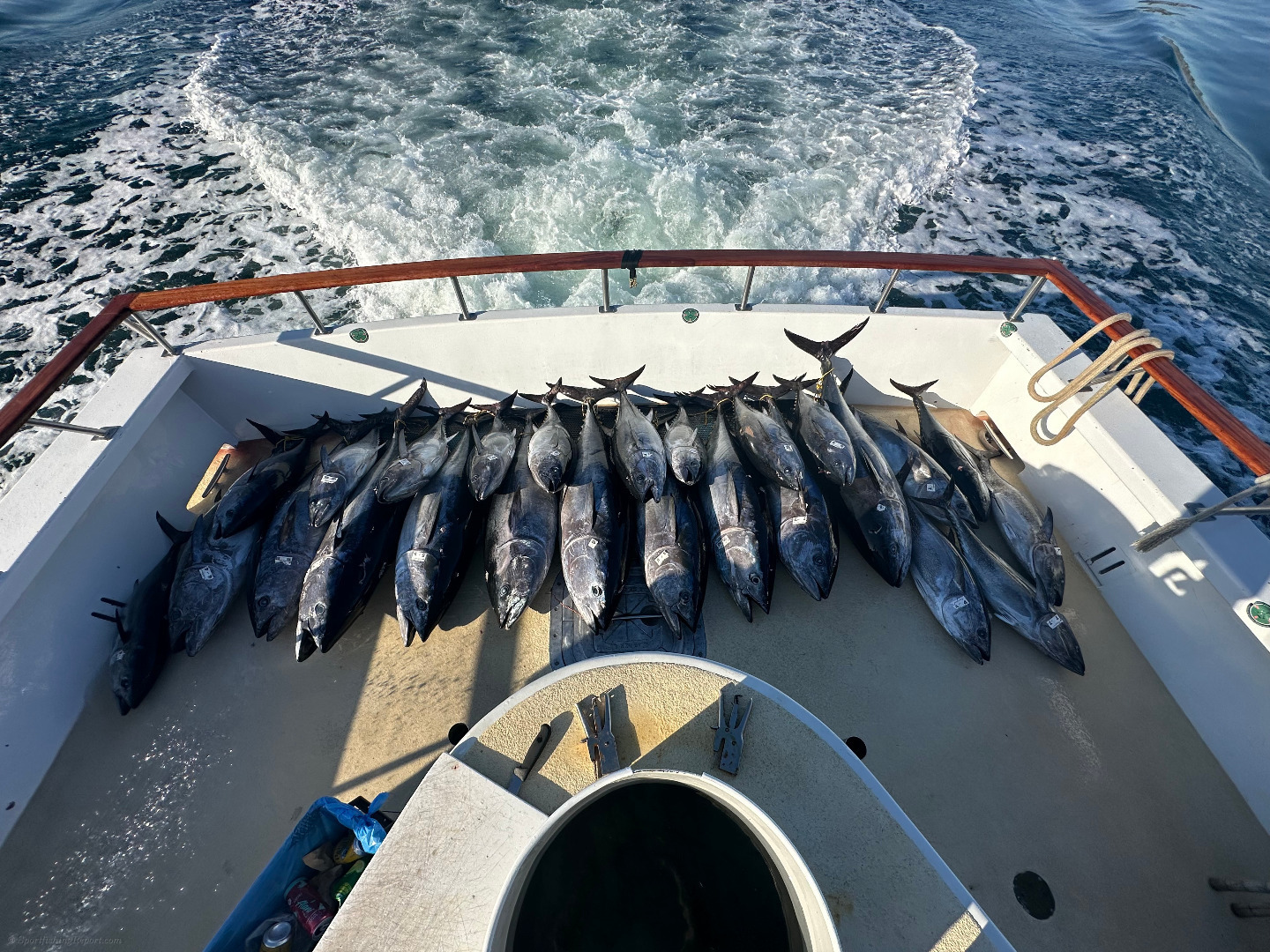 Limits of Bluefin Tuna!