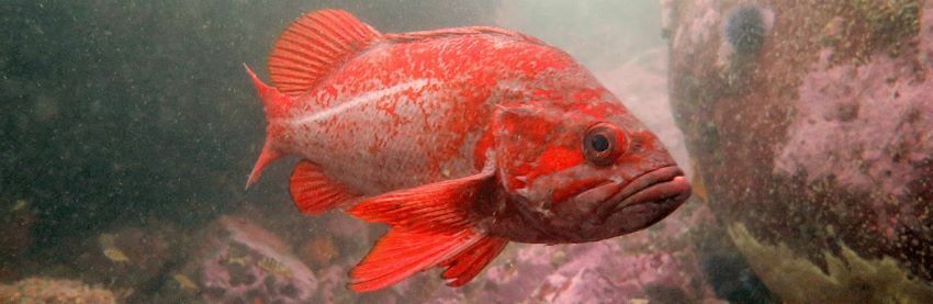 California Fish and Game Commission Adopts 2024 Groundfish Regulations cover picture