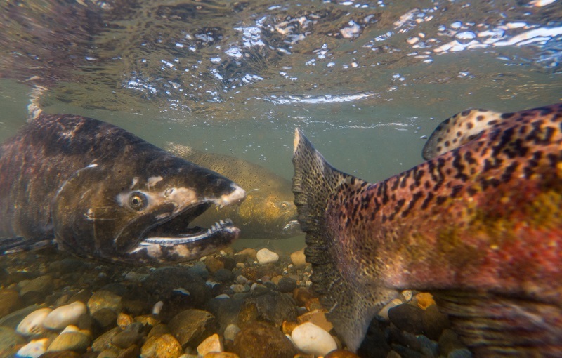 Federal Funding Allocated for California 2023 Salmon Fishing Disaster; CDFW Seeks Public Input on Spending Plan cover picture