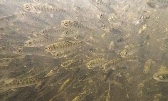 CDFW to Release Juvenile Coho, Chinook Salmon into Klamath River cover picture