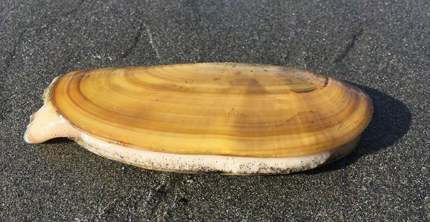 Razor Clam Fishery Closes in Humboldt County Due to Public Health Hazard cover picture