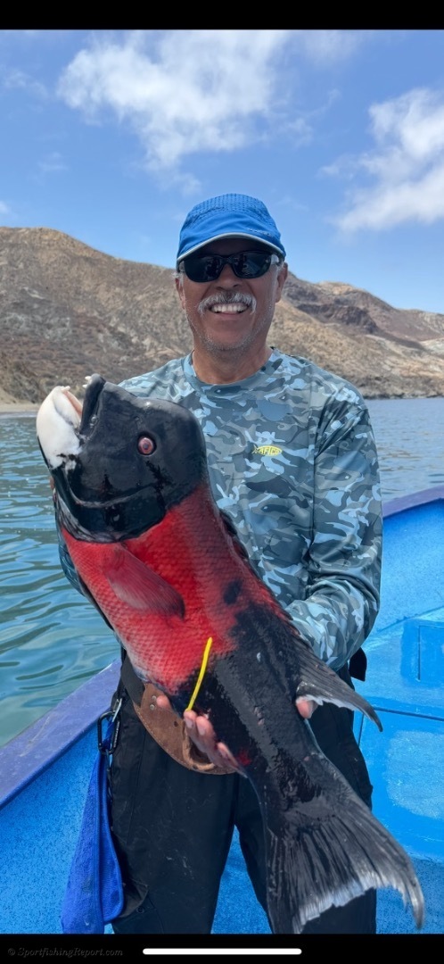 Sheephead