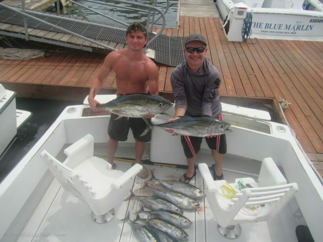 EIGHT YELLOWFIN TUNAS