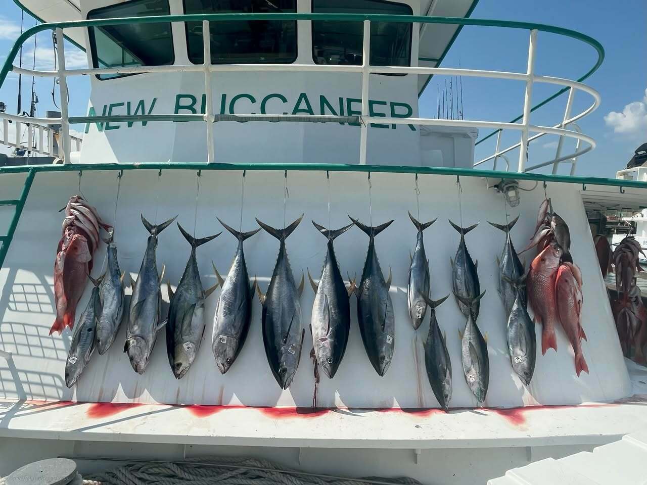🐟 Tuesday Recap – Safari Trip Success!