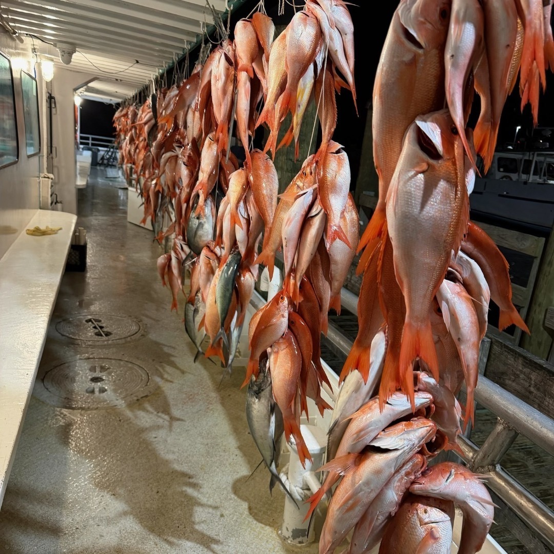 New Buccaneer deep sea 12-hour trip 