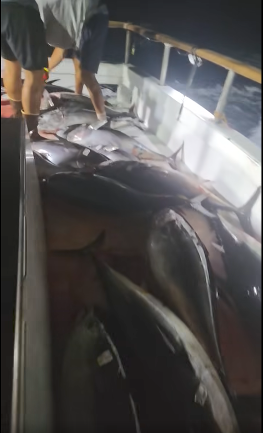 fish report - Straight up snappin last night after dark!