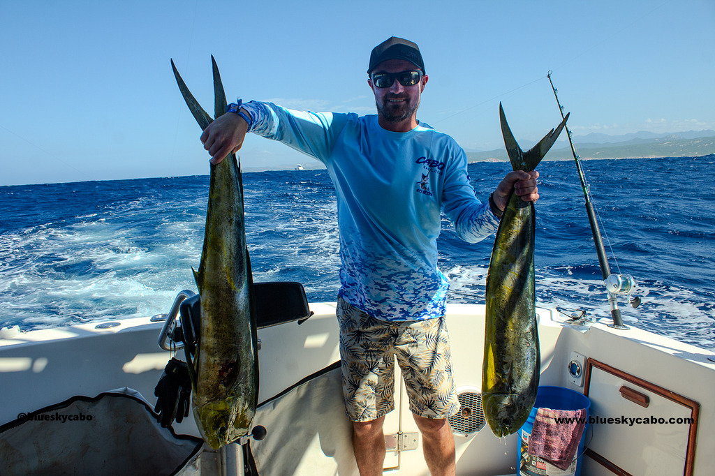 Dorado Frenzy
