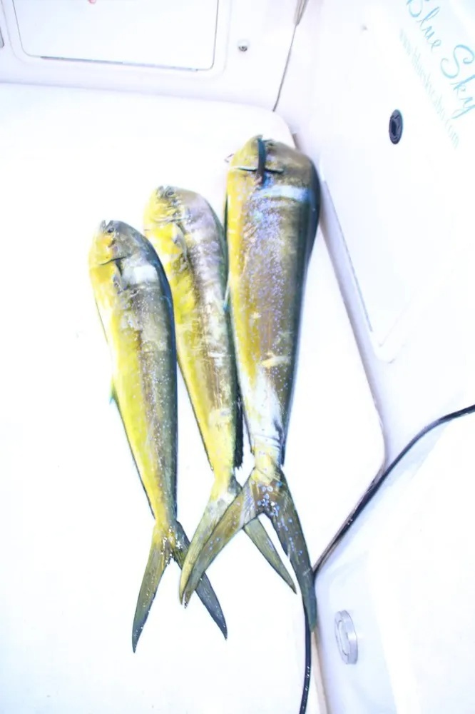 Dorado Fever Takes Over the Pacific!