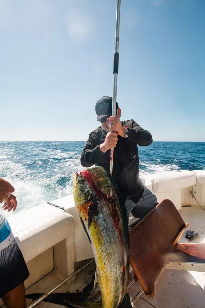 Cabo's Dorado Bite Delivers!