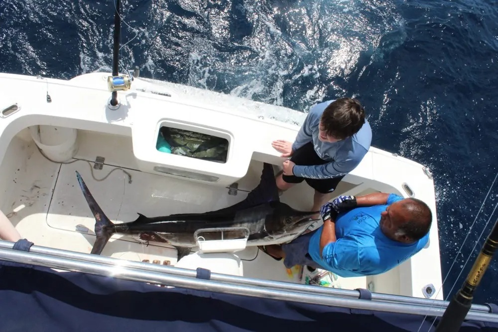 Marlin Fishing Excitement Along the Baja Coast!