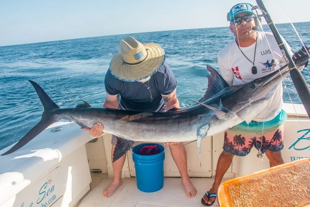 Cabo Marlin Mayhem!