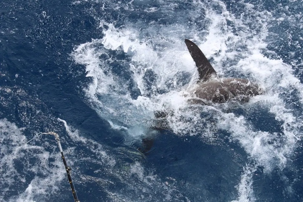 Cabo Roosterfish Hookup Brings the Rush!