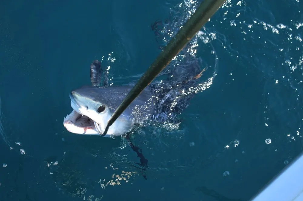 Cabo Marlin Action Unleashed!