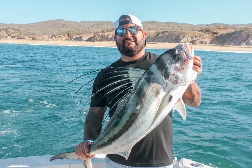 Roosterfish Frenzy Along the Baja Coast!