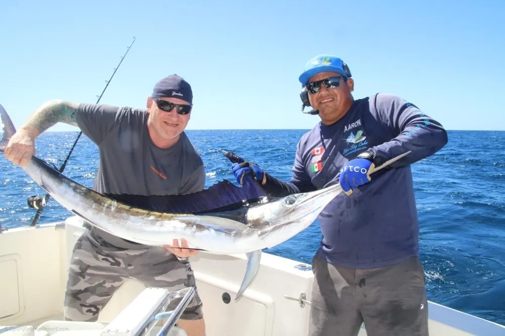 Striped Marlin Take Center Stage!