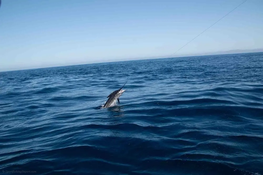 Cabo Marlin Battles Heat Up!