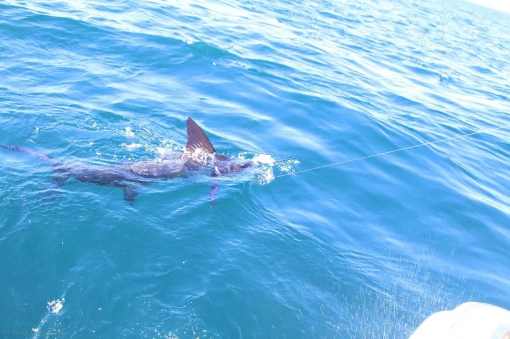 Marlin and Dorado – The Ultimate Pacific Pair