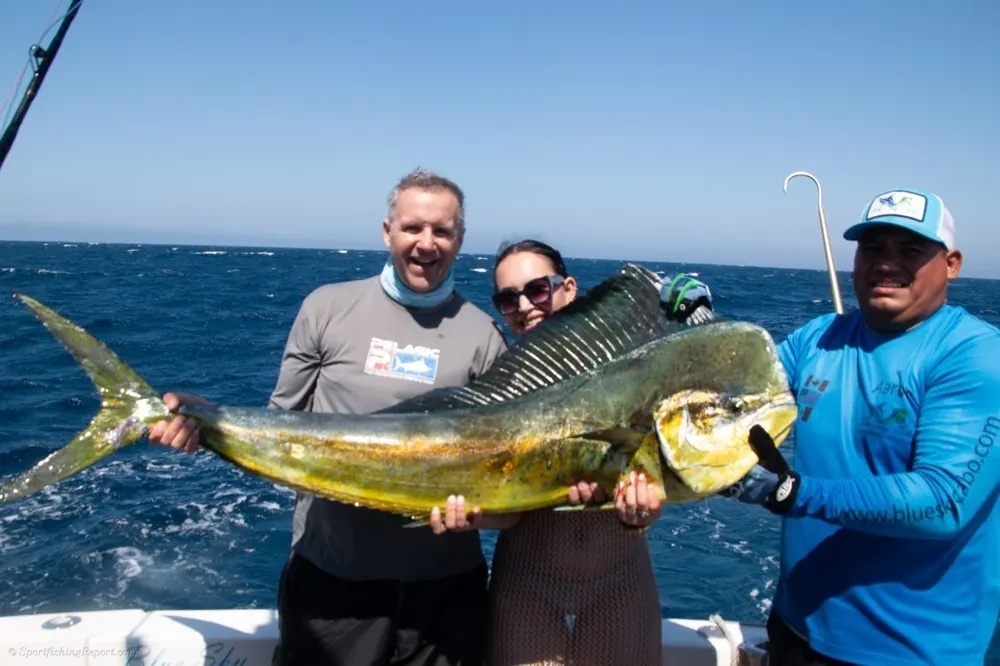 Cabo's Golden Dorado Steals the Show!