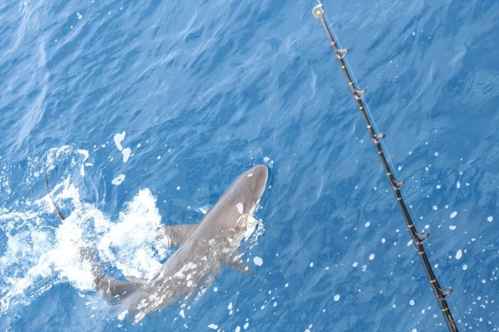 The Bite Is On