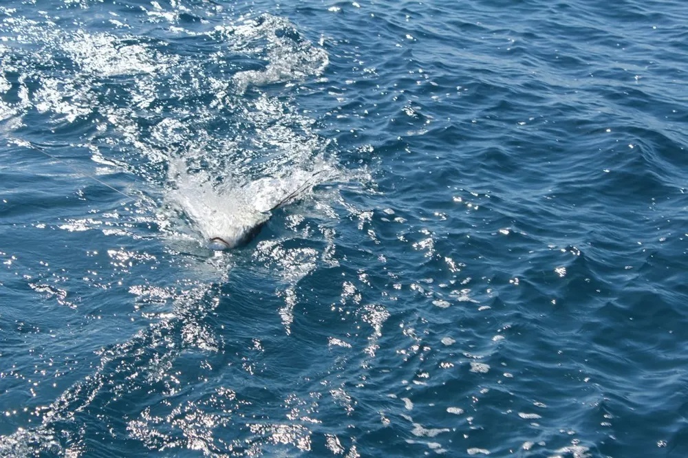 Roosterfish on the Line! Let It Run!