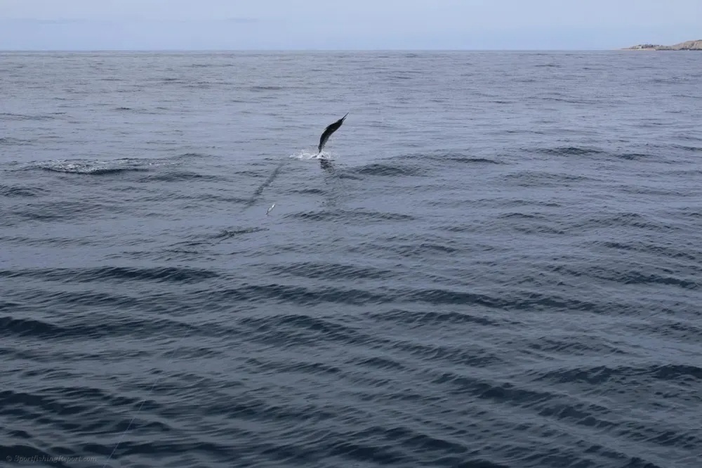Marlin Madness and Dorado Firepower