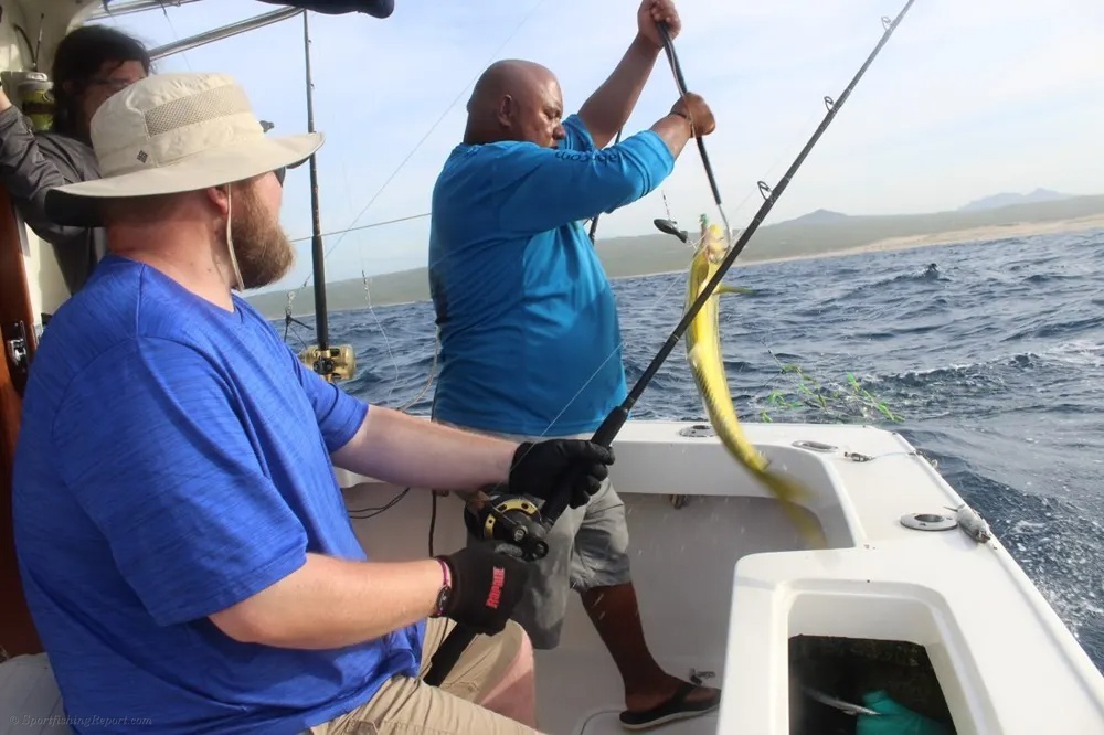 Marlin Tailwalks and Dorado Takedowns