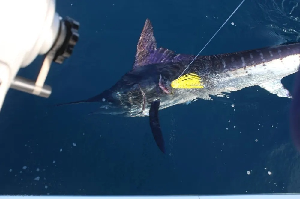 Striped Marlin Lightning Strike!