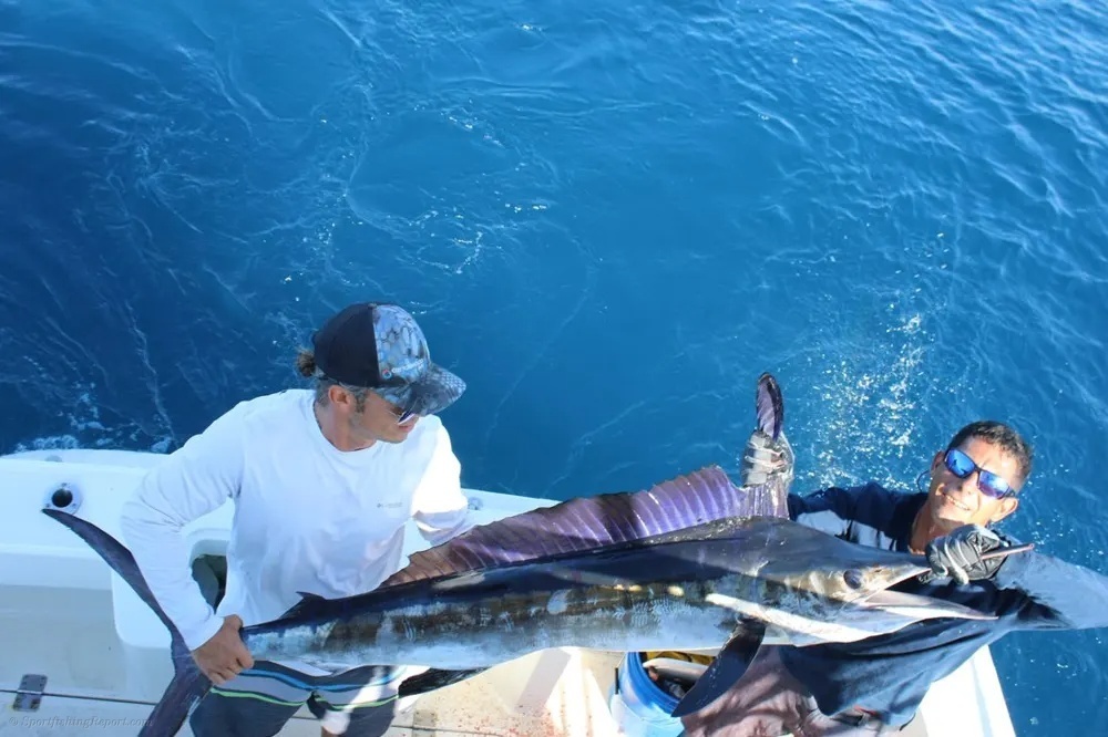 Cabo's Striped Marlin Showdown!