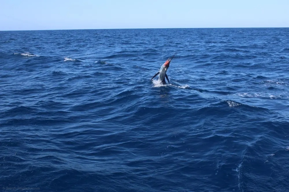 Endless Fishing Excitement