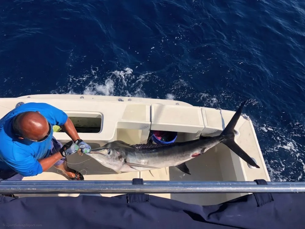 Cabo Fishing Excitement Reaches New Heights with Marlin and Wahoo